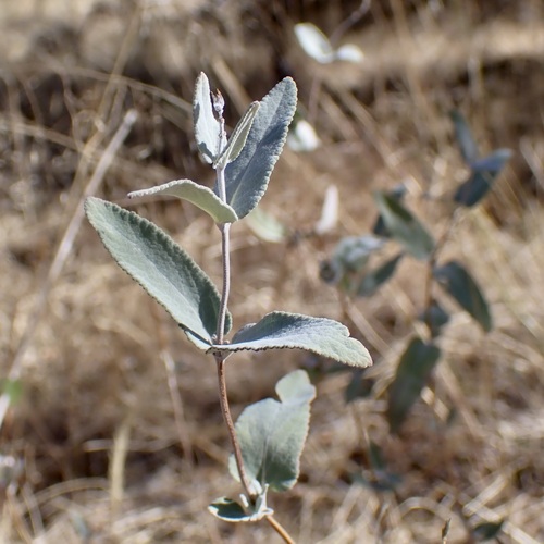 Image of Salvia parryi by (c) Sue Carnahan, some rights reserved (CC BY)