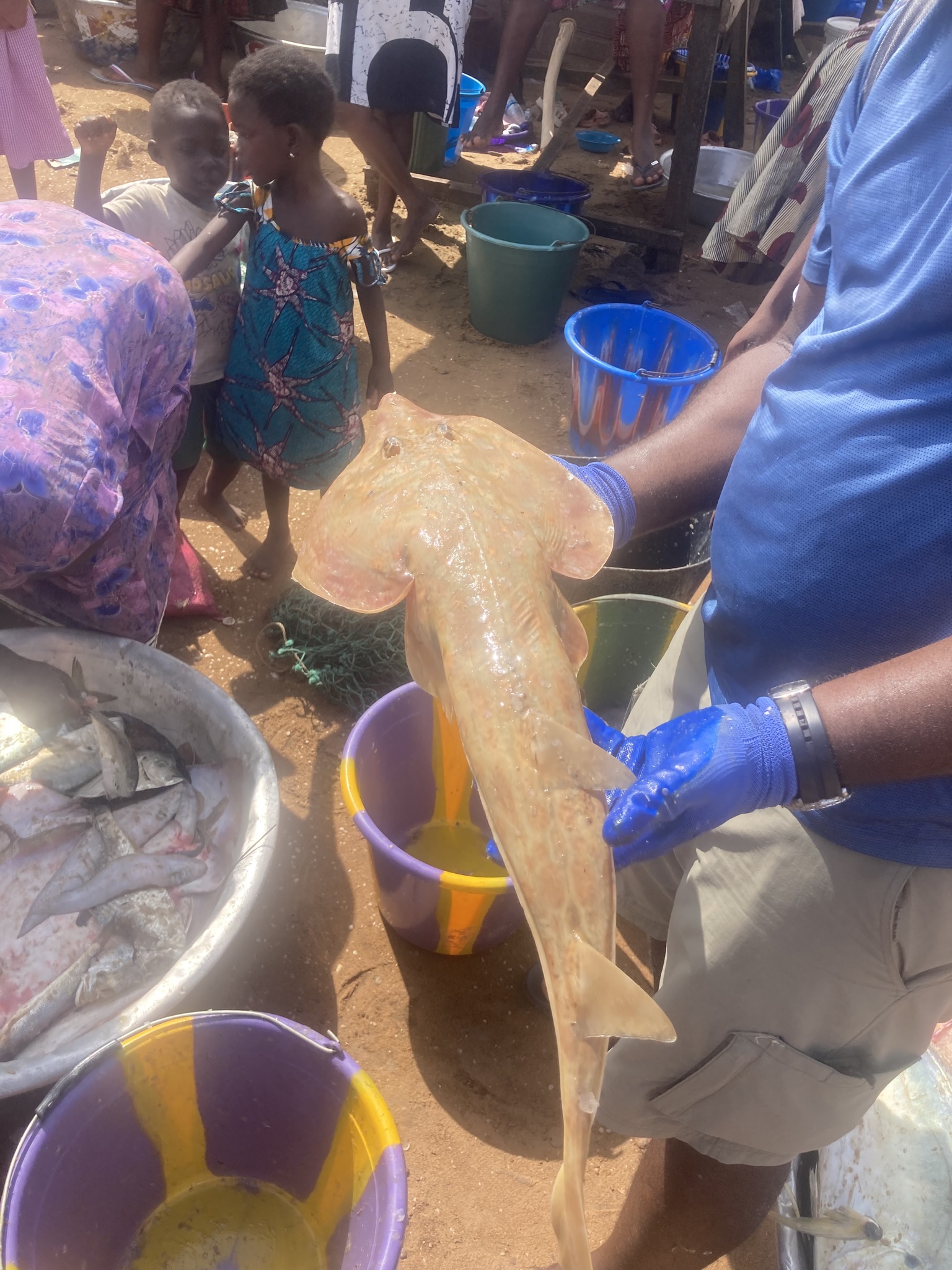 Spineback Guitarfish photo 4