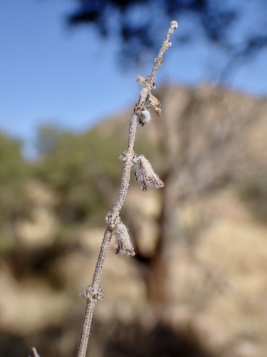 Image of Salvia parryi by (c) Sue Carnahan, some rights reserved (CC BY)
