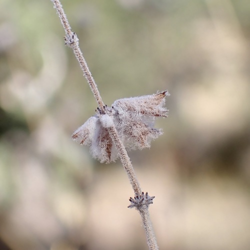 Image of Salvia parryi by (c) Sue Carnahan, some rights reserved (CC BY)