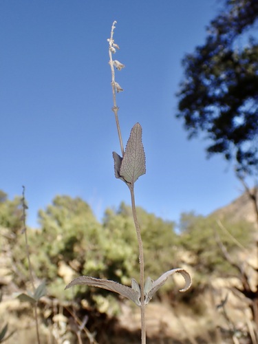 Image of Salvia parryi by (c) Sue Carnahan, some rights reserved (CC BY)