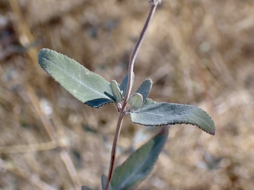 Image of Salvia parryi by (c) Sue Carnahan, some rights reserved (CC BY)