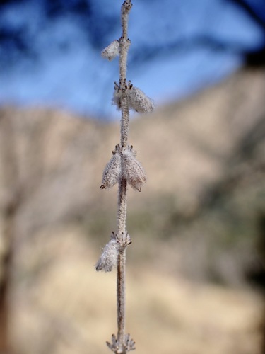 Image of Salvia parryi by (c) Sue Carnahan, some rights reserved (CC BY)