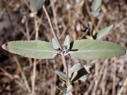 Image of Salvia parryi by (c) Sue Carnahan, some rights reserved (CC BY)