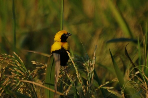 Yellow-crowned Bishop