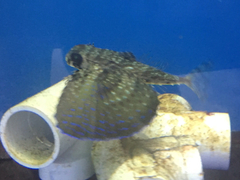 Dactylopterus volitans