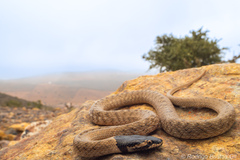 Iberian False Smooth Snake photo 1