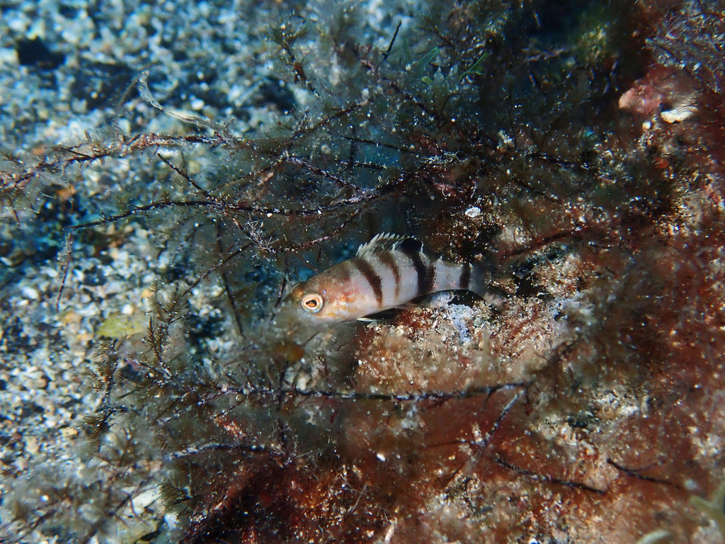 Brown comber (Serranus hepatus) — Serranidae
