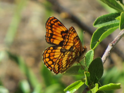 Hoffmann's Checkerspot photo 5