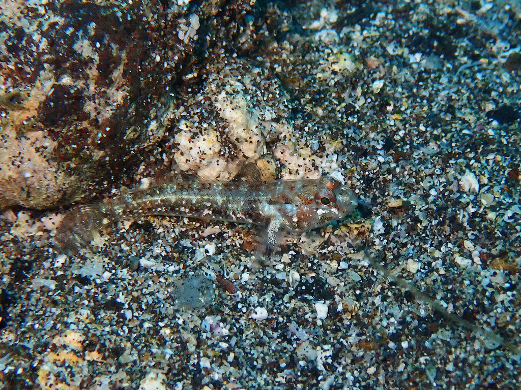Canary goby (Vanneaugobius canariensis) — Gobiidae