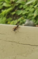 Phymatodes vulneratus