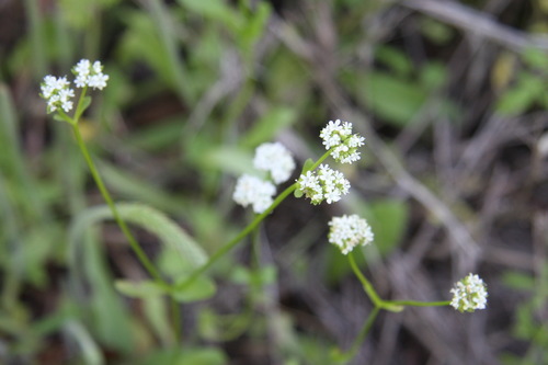 Edwards Plateau cornsalad (Valerianella texana)