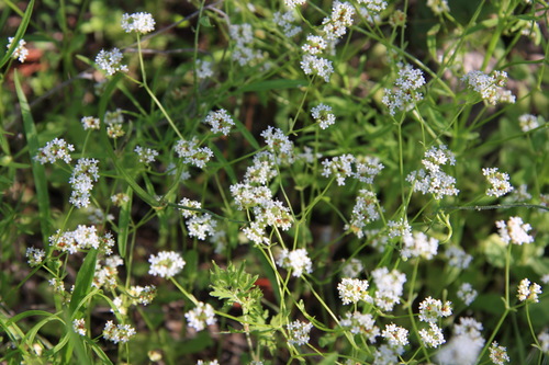 Narrowcell cornsalad (Valerianella stenocarpa)