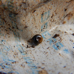 Euconulus alderi