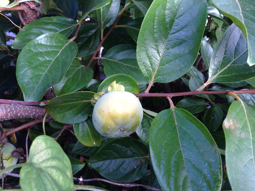 Diospyros kaki