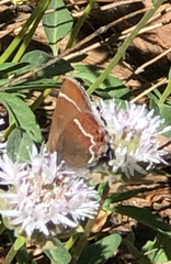 Callophrys johnsoni
