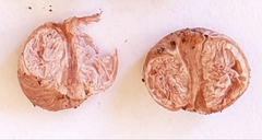 Podohydnangium australe