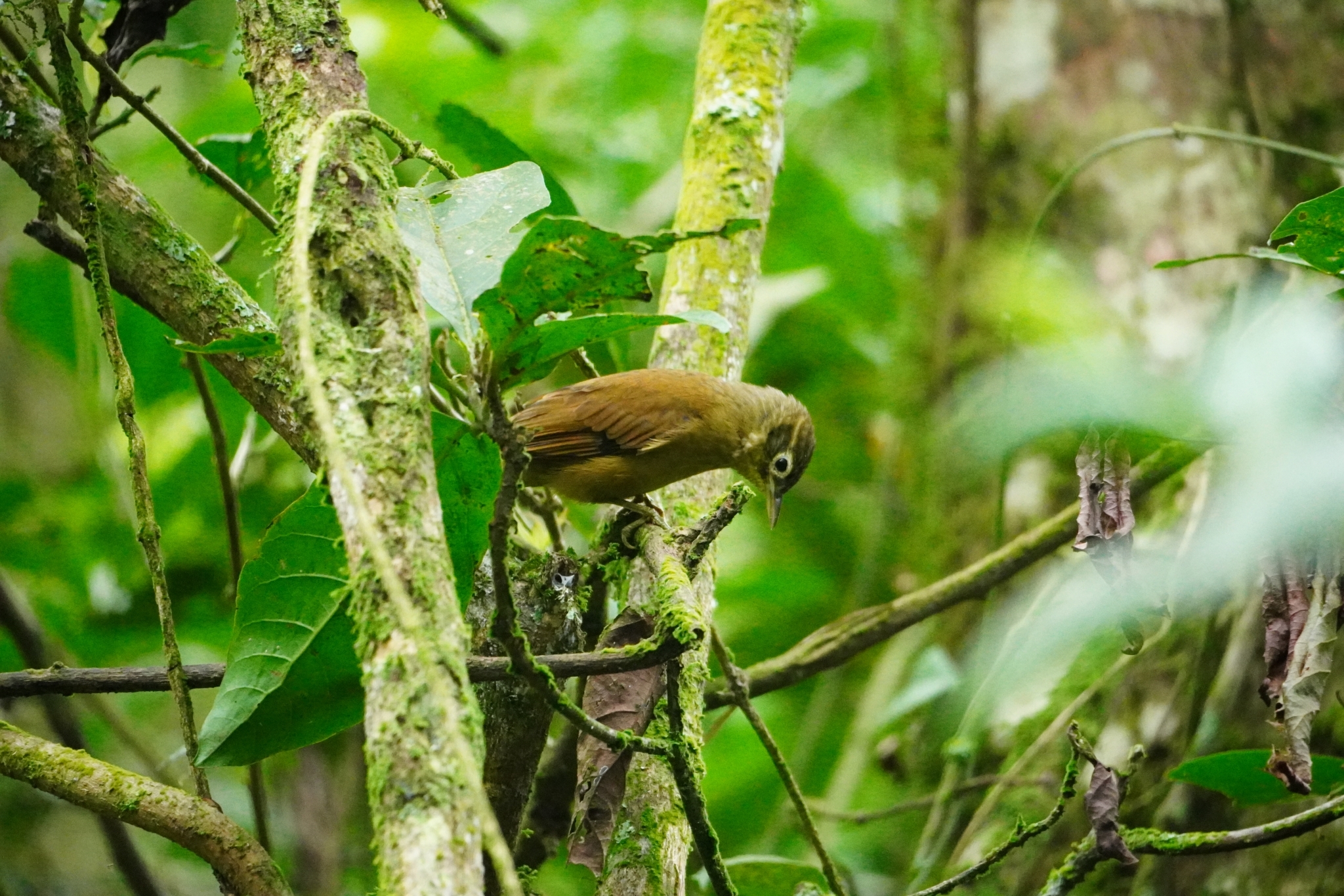 Montane Foliage-gleaner (Anabacerthia striaticollis), photo 6