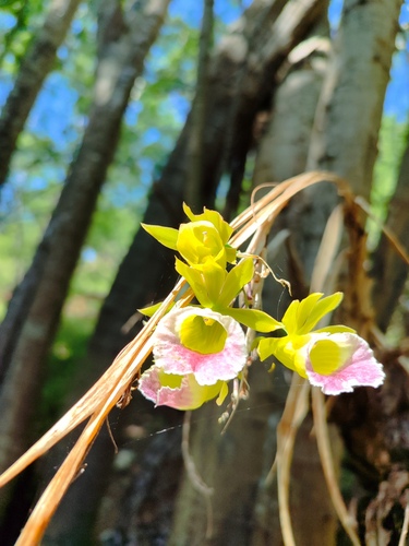 Galeandra greenwoodiana