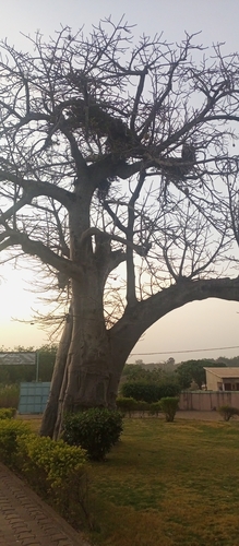 African baobab