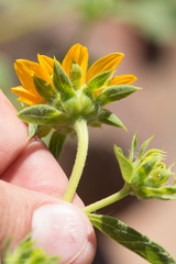 Helianthus bolanderi