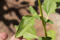 Helianthus bolanderi