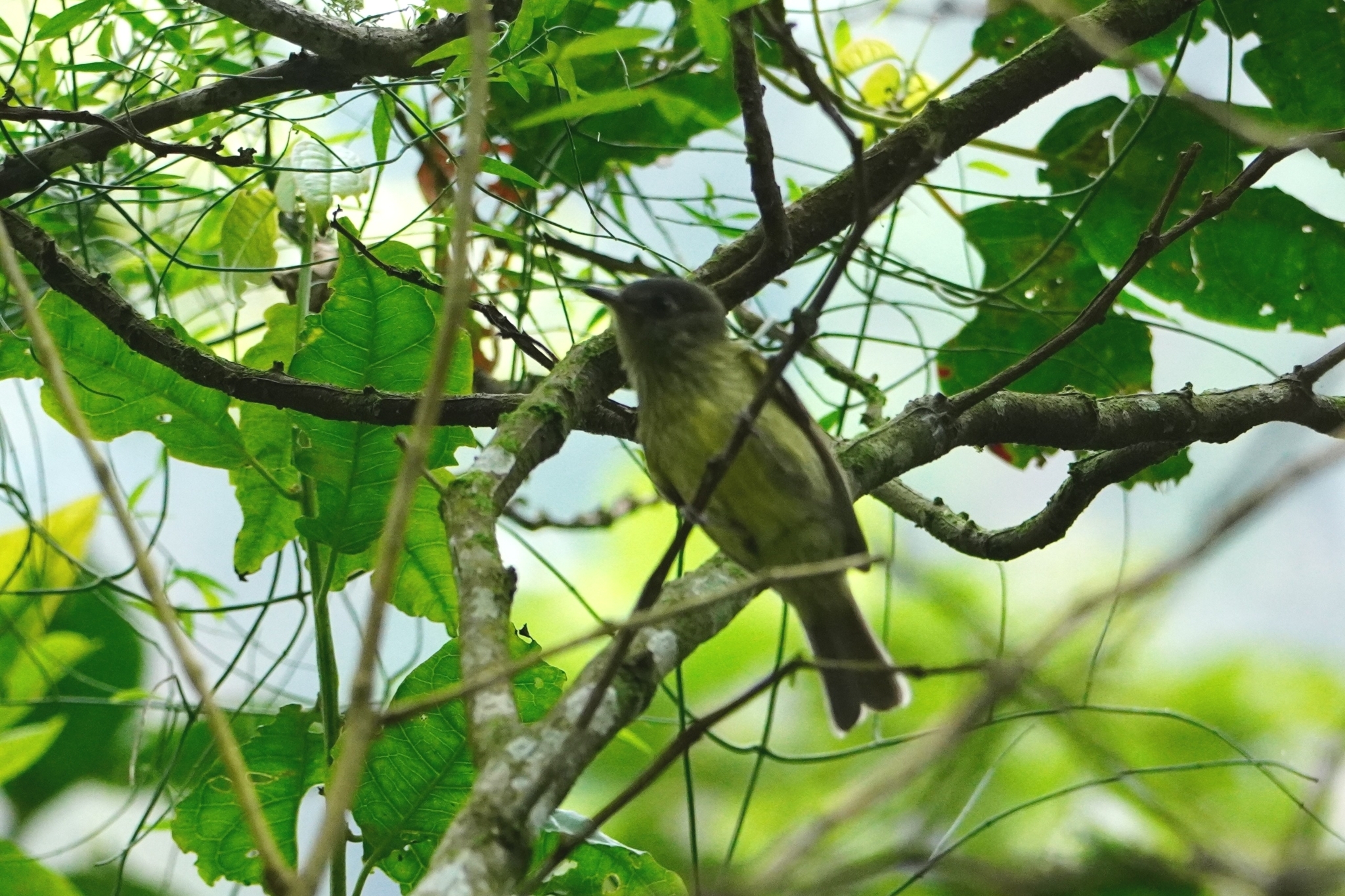 Streak-necked Flycatcher (Mionectes striaticollis), photo 6