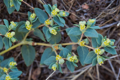 Euphorbia ocellata