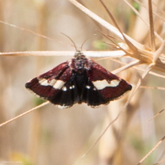 Microhelia angelica