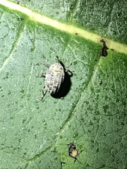 Rhyssomatus lineaticollis