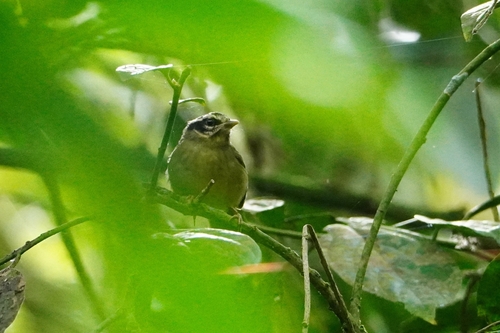Three-striped Warbler (Basileuterus tristriatus), photo 7