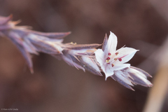 Polygonum californicum