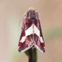 Microhelia angelica