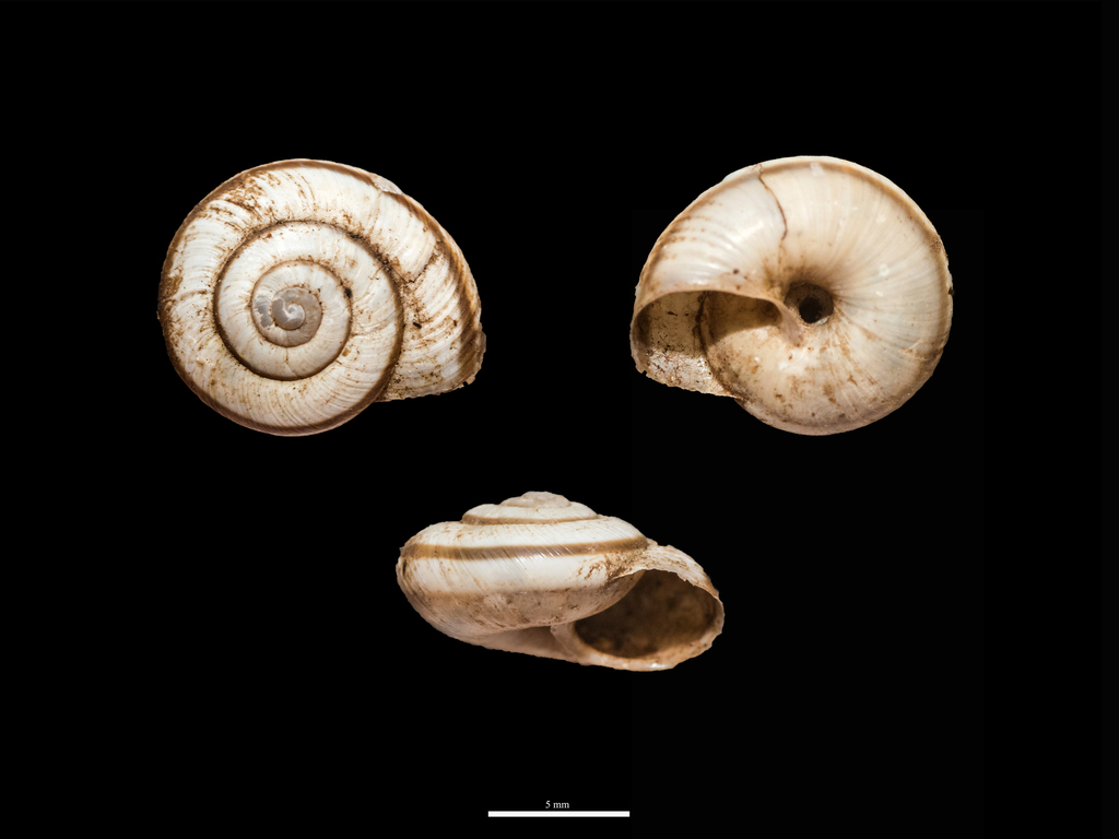 Kosicia ambrosi