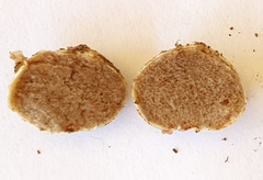 Descomyces