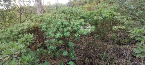 Euphorbia tuckeyana, photograph 5