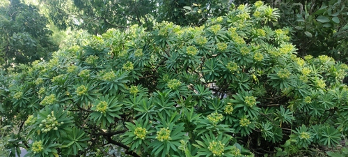 Euphorbia tuckeyana, photograph 3