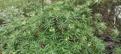 (c) fmunoz, some rights reserved (CC BY) Euphorbia tuckeyana, photograph (c) fmunoz, some rights reserved (CC BY)