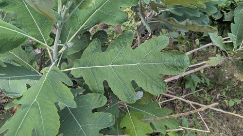 Bocconia latisepala (Bocconia latisepala)