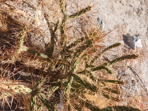 Image of Cylindropuntia bernardina by (c) Lightning Star Sky / Skyler Noah Wall, some rights reserved (CC BY)