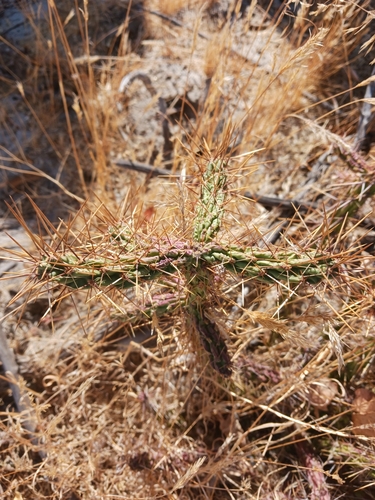 Image of Cylindropuntia bernardina by (c) Lightning Star Sky / Skyler Noah Wall, some rights reserved (CC BY)