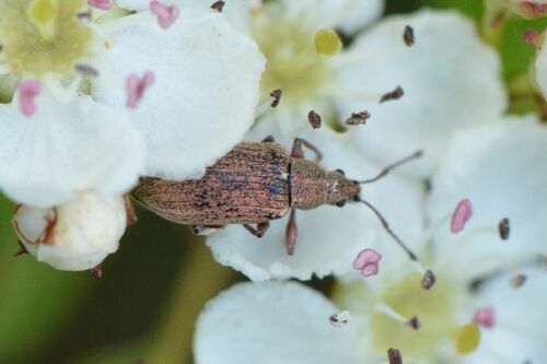 Common Leaf Weevil photo 5
