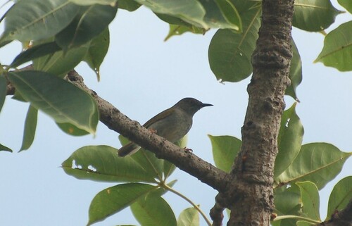 iNaturalist image