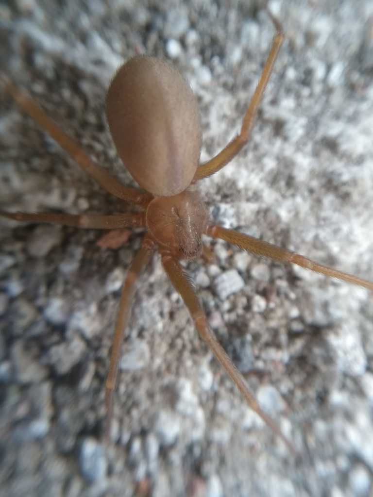 Loxosceles tolantongo