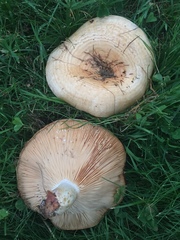Lactarius zonarius