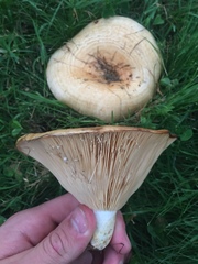 Lactarius zonarius
