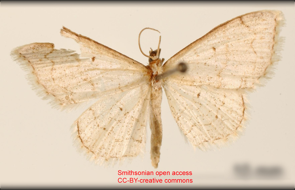 Ptychamalia sericea
