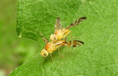Strauzia longipennis