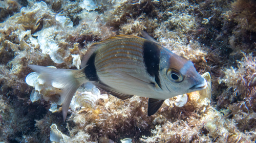 Photo of Common two-banded seabream (Diplodus vulgaris)