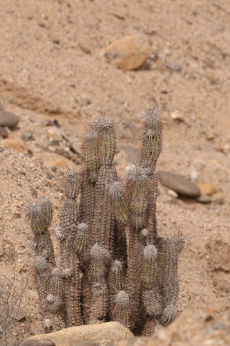 Eulychnia iquiquensis, photograph 6